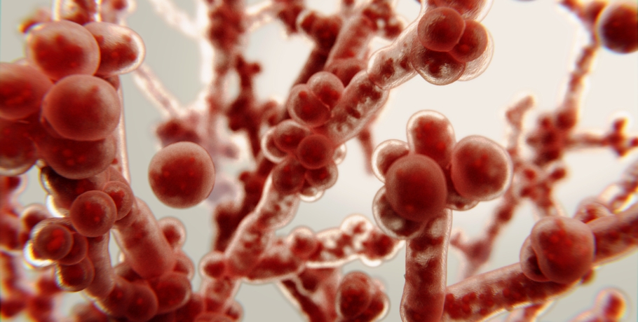 Candida-sienen päämuodot: hiivamuoto, rihmamuoto ja biofilmi-vaihe